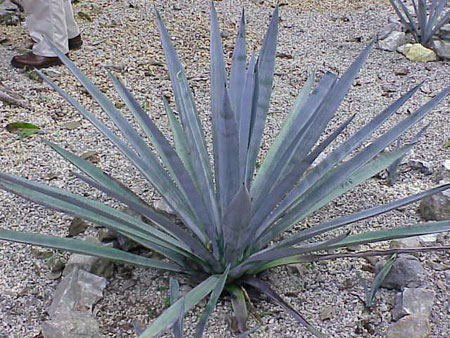Blue Agave